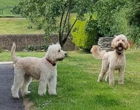 Annie Dee'S Guest Accommodation Ballygowan Buitenkant foto